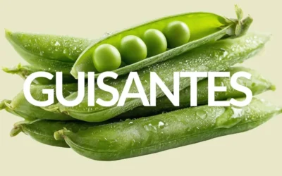PROPIEDADES DE LOS GUISANTES: MUCHO MÁS QUE UNA GUARNICIÓN