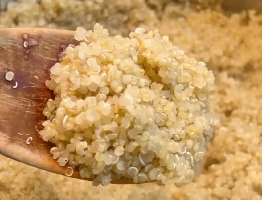 Quinoa perfecta